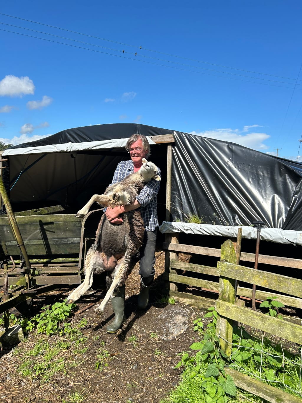 Charlie with shoulder-length brown hair and glasses, wearing a plaid shirt and green rubber boots, gently cradling a sheep in his arms. The sheep appears calm, possibly even content. The setting appears to be a rural farm, with a black tarp-covered structure and wooden fencing in the background. The overall mood is one of gentle care and connection between man and animal. The bright sunlight suggests a sunny day.