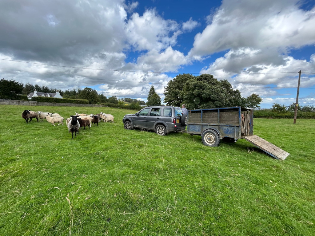 Flock of sheep in a grassy pasture, with a dark-grey Land Rover and a trailer parked nearby. A person is visible near the back of the trailer. A house is visible in the distance, suggesting a rural setting. The overall impression is of a pastoral scene, likely depicting some aspect of farming or shepherding.