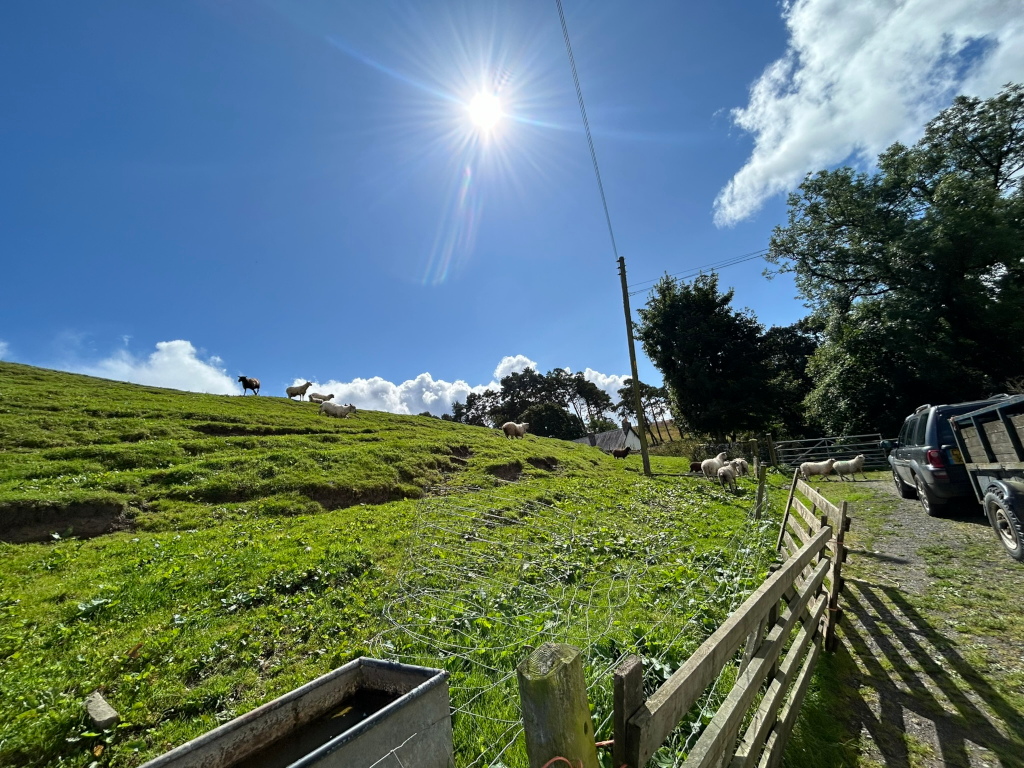 Sunny day on a green hillside pasture. Several sheep are grazing on the slope, with a few more near a wooden fence and a vehicle parked on a gravel driveway. The sun is bright in the sky, and trees are visible in the background. A water trough is also visible near the fence.