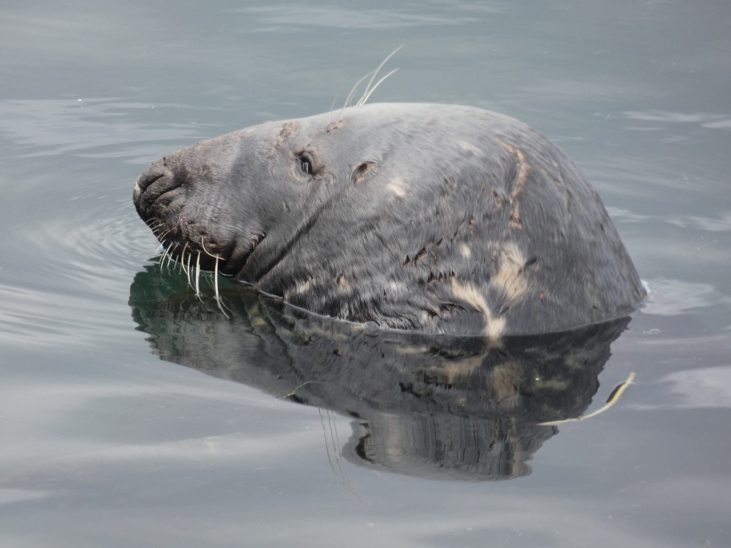 Head and upper body of a grey seal emerging from calm water. The seal's fur is a mix of grey and brown, and its whiskers are visible. The reflection of the seal is clearly visible in the water.