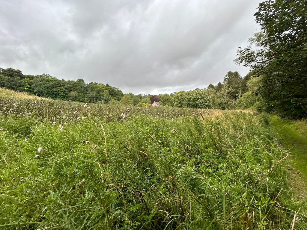 Grassy field with tall weeds and wildflowers, leading towards a line of trees and a small building in the distance. The sky is overcast and grey. A barely visible path runs along the right edge of the field. The overall impression is one of a quiet, somewhat desolate, rural scene.