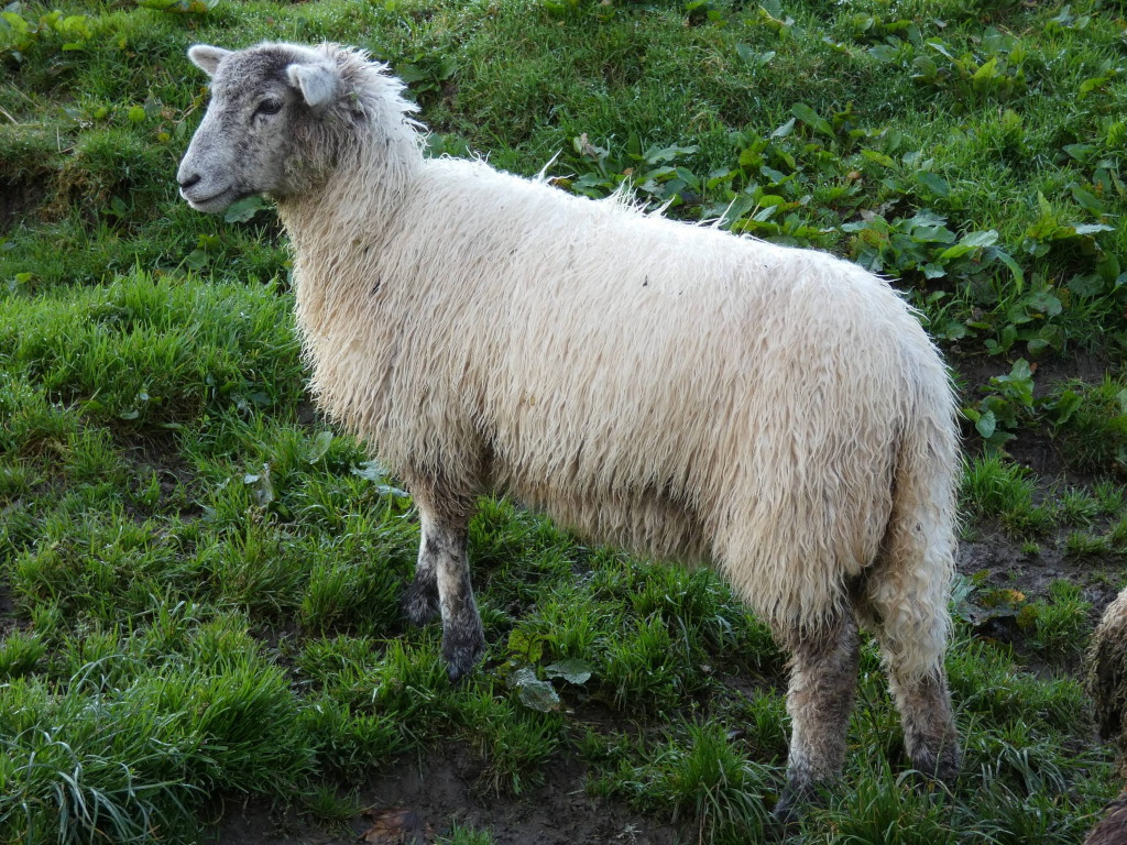 Single sheep standing in a grassy field. The sheep is predominantly white with a thick, somewhat unkempt fleece. Its legs are dark-coloured, and it appears to be standing on slightly muddy ground. The background is lush green grass with some small plants interspersed.