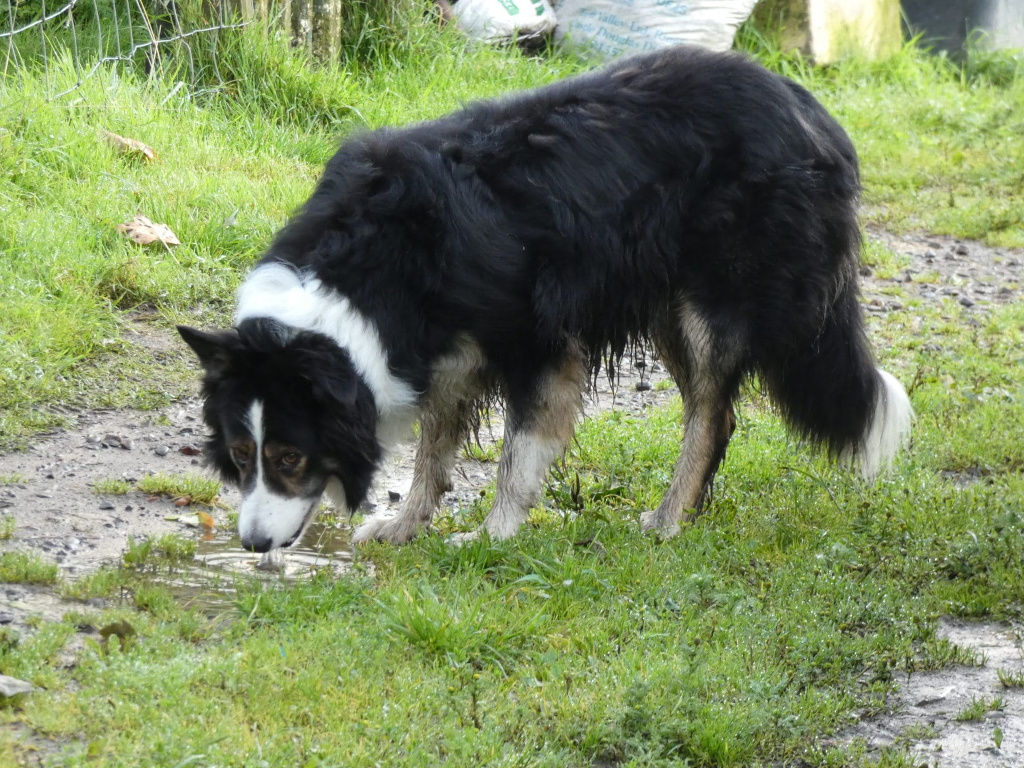 Border Collie drinking water from a puddle on a grassy path. The dog is predominantly black and white, with muddy legs, suggesting it may have been playing or working outdoors. The setting appears rural, with a wire fence and some vegetation visible in the background. The overall mood is peaceful and naturalistic.