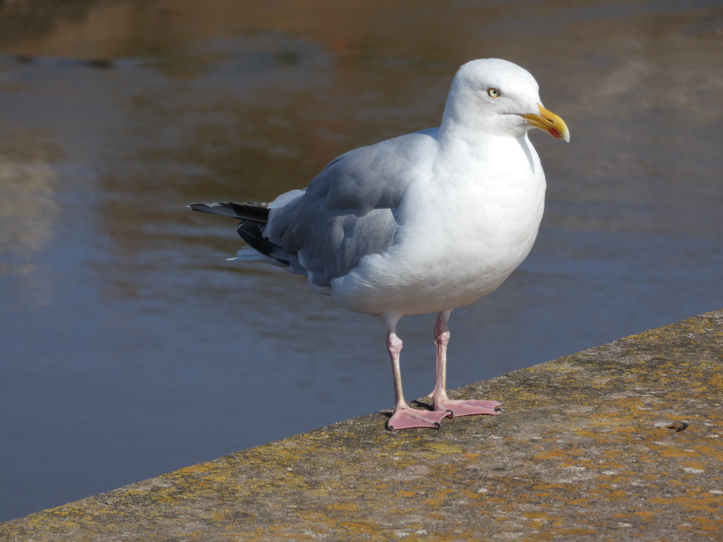 Seagull standing on a lichen-covered wall beside a body of water. The seagull is predominantly white with grey markings on its wings and back, and has a yellow beak and pink legs. The background is blurred, focusing attention on the bird.