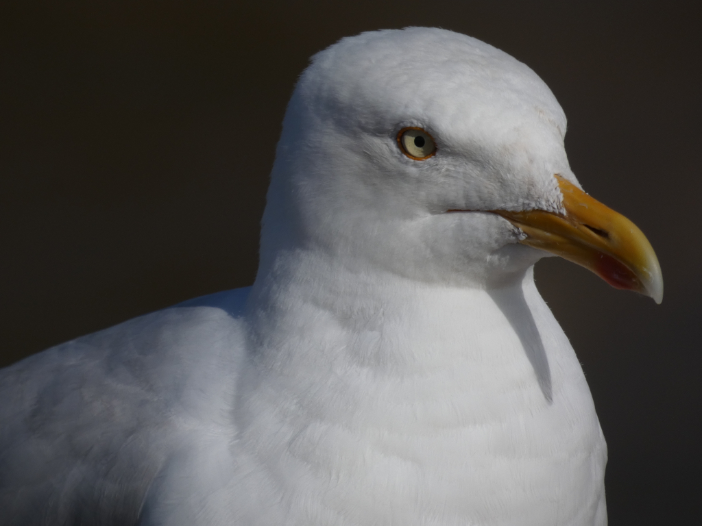 Close-up shot of a white seagull, possibly a European herring gull, viewed from the side. The bird's head and upper body are prominently displayed against a dark, blurred background. The focus is sharp, highlighting the texture of the feathers and the details of the bird's eye and beak, which has a yellowish-orange hue. The lighting suggests it may be taken outdoors in bright sunlight.