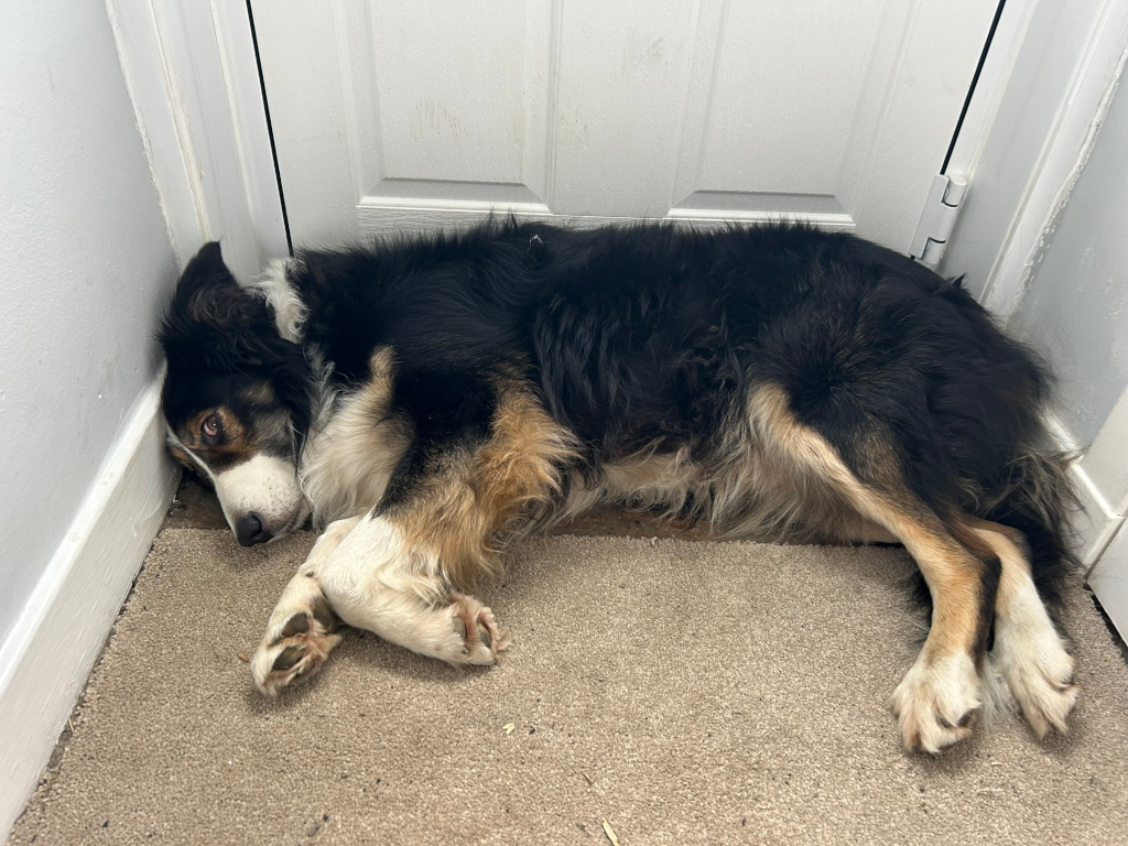 Tri-coloured Border Collie lying on its side in the corner of a room, its head resting against the wall. The dog appears to be resting or sleeping, and its expression is somewhat melancholic. The setting is simple, with plain carpeting and a white door visible in the background.