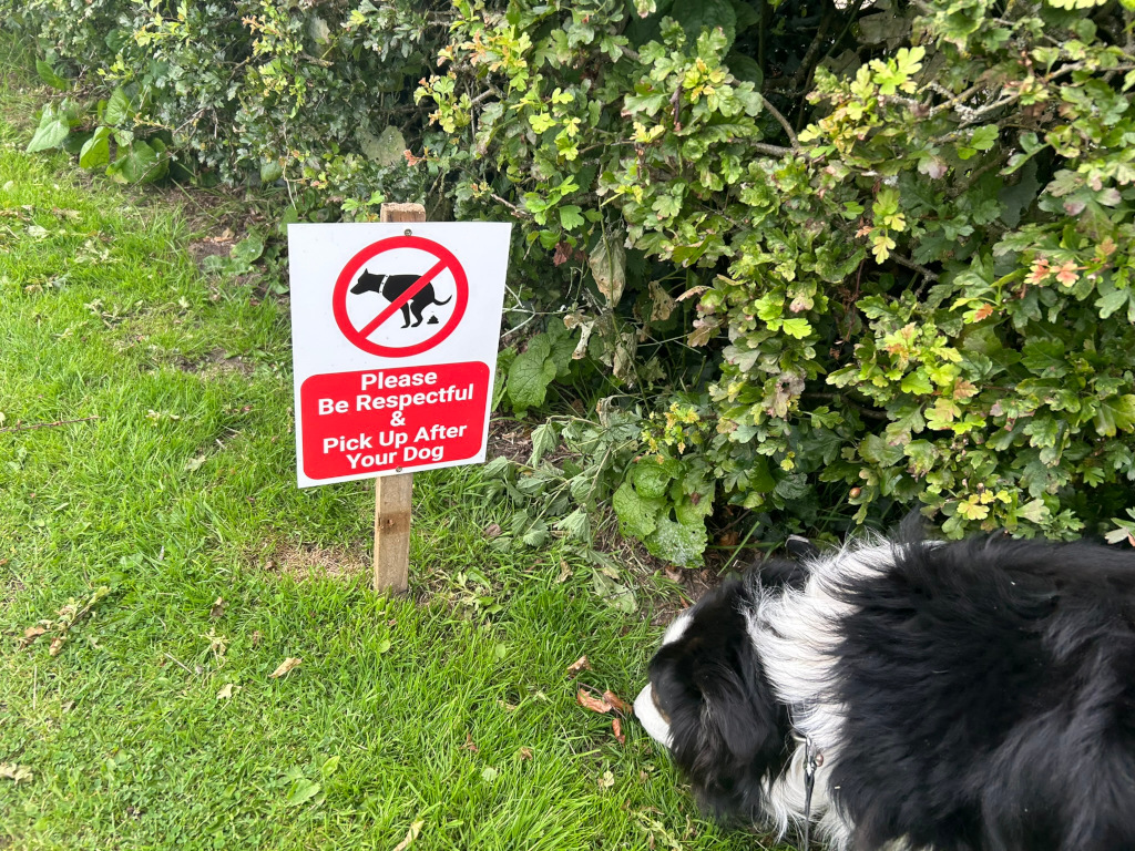 Sign that reads Please Be Respectful & Pick Up After Your Dog. A border collie is positioned near the sign, seemingly looking at or near the base of a bush. The sign features a graphic of a dog and a pile of faeces within a red circle with a line through it. The setting appears to be a grassy area near some shrubbery.