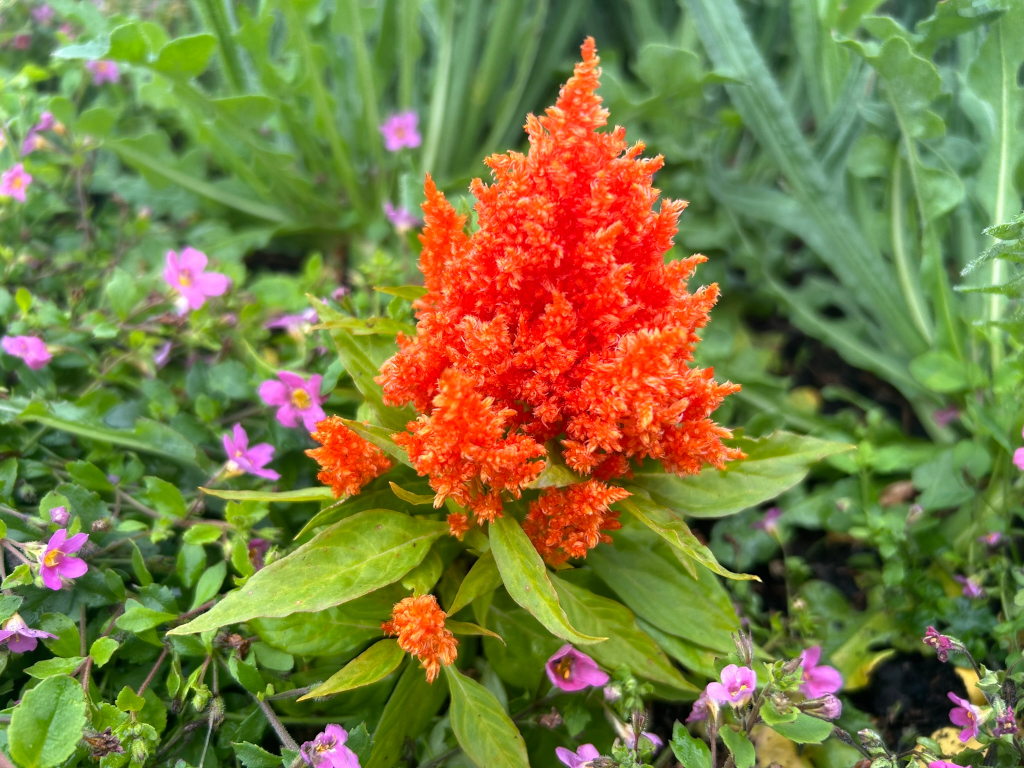 Vibrant orange celosia flower, also known as cockscomb, taking centre stage. It's surrounded by a bed of smaller, pink flowers and lush green foliage, creating a colourful contrast. The overall impression is one of natural beauty and vibrancy.