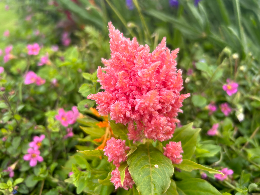 Close-up of a vibrant pink celosia flower, also known as cockscomb, in full bloom. The flower is densely packed with feathery, textured petals, and is surrounded by lush green foliage. The background is softly blurred, showcasing a variety of other pink and purple flowers, creating a natural garden setting.