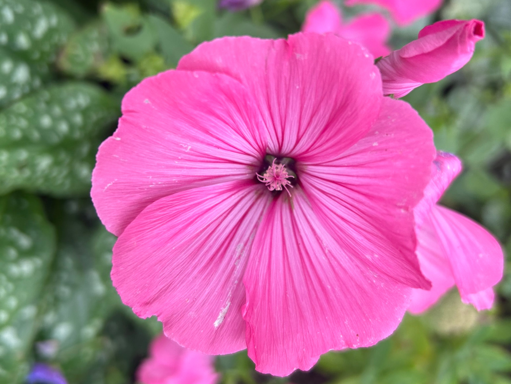 Close-up view of a vibrant pink flower, possibly a Lavatera or Mallow, with delicate, veined petals. The flower is in sharp focus, while the background is softly blurred, showcasing green foliage. A partially visible bud is present near the main flower.