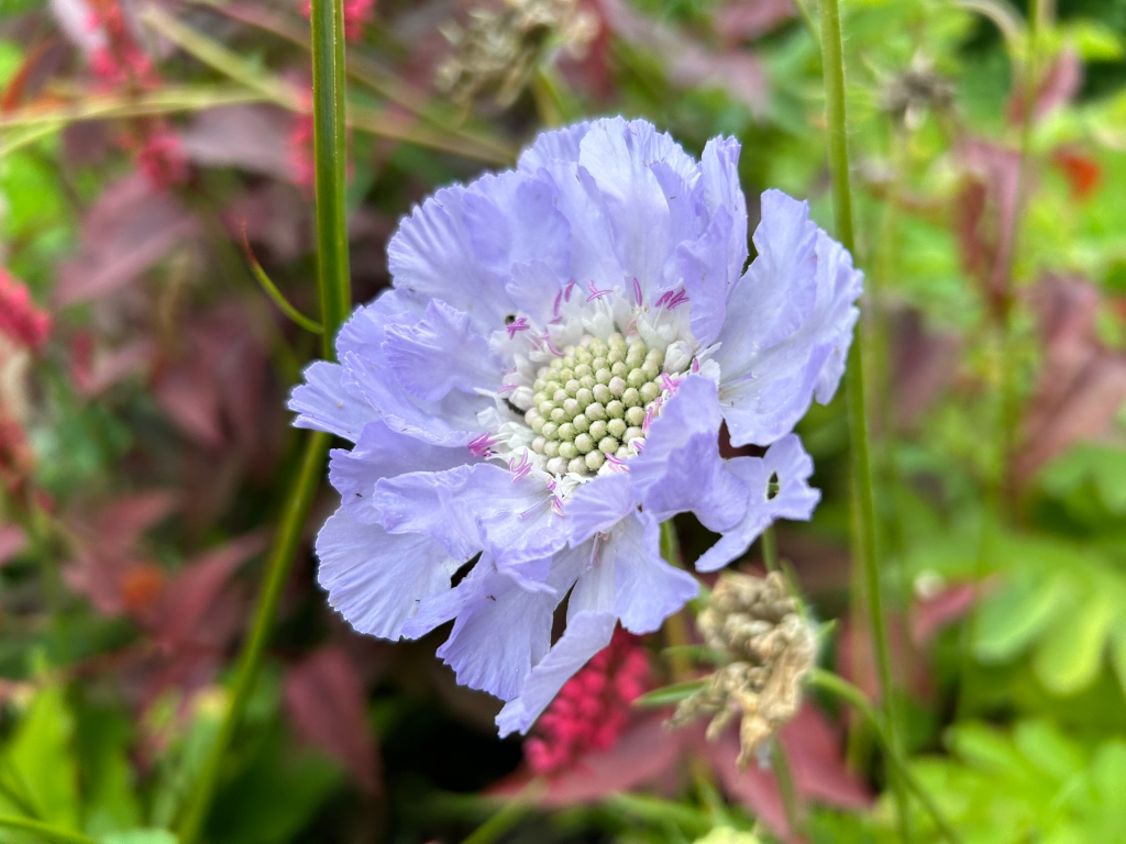 Close-up of a single pale lavender Scabious flower. The flower is in sharp focus, exhibiting delicate, ruffled petals surrounding a central, textured disc of tiny florets. The background is softly blurred, showcasing a mix of green foliage and hints of reddish-purple plants, suggesting a garden setting. The overall impression is one of delicate beauty and natural serenity.