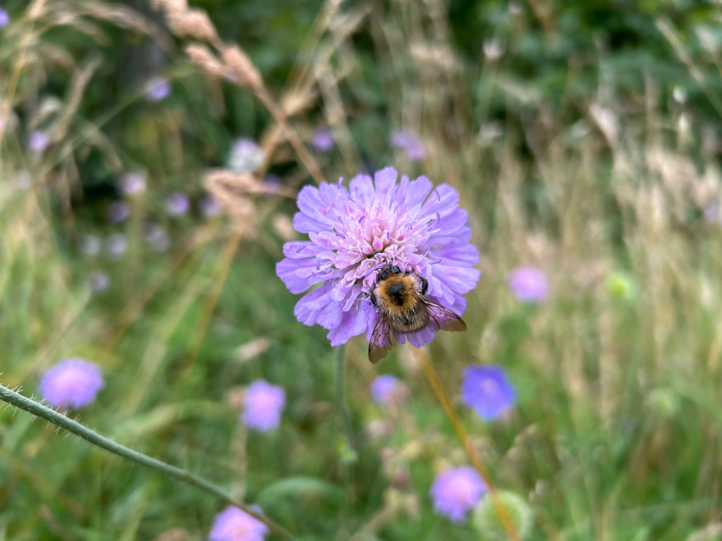 Close-up view of a bumblebee actively foraging on a vibrant purple flower, possibly a Scabious, in a meadow setting. The background is softly blurred, showcasing a field of various wildflowers and tall grasses, creating a shallow depth of field that focuses attention on the bee and flower. The overall mood is peaceful and naturalistic, capturing a moment of interaction between pollinator and plant in a wildflower meadow.