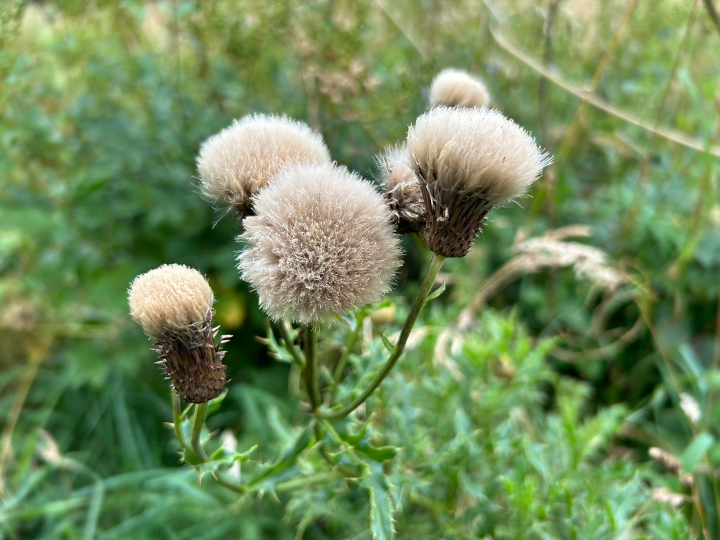 Close-up view of four fluffy, light beige seed heads of a thistle plant. They are clustered together on a single stem, surrounded by green foliage. The seed heads appear to be mature and ready to disperse their seeds. The background is blurred, focusing attention on the thistle's seed heads. The overall impression is one of natural beauty and the life cycle of a plant.