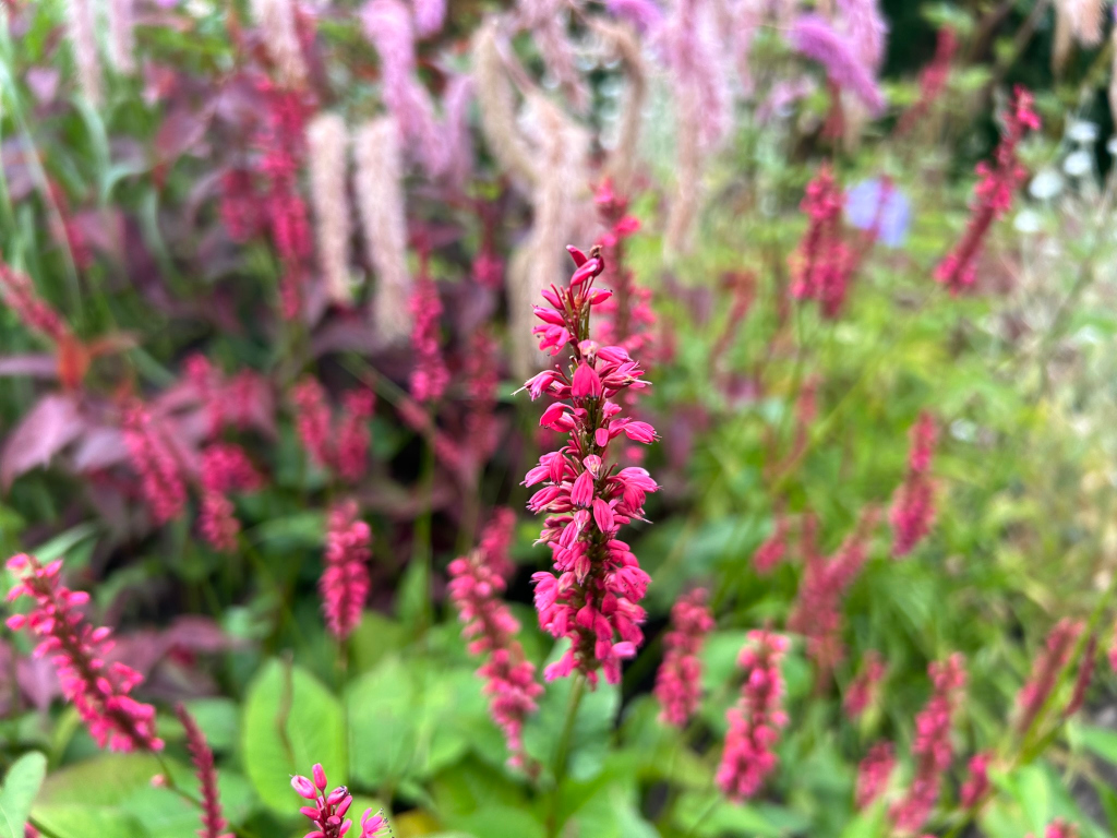 Close-up view of a vibrant pink flower spike, likely Bistorta amplexicaulis, also known as knotweed or Persian knotweed, in the foreground. The background is a softly blurred array of other similar pink flowers and plants with varying shades and textures, creating a depth of field effect. The overall impression is of a lush and colourful garden scene.