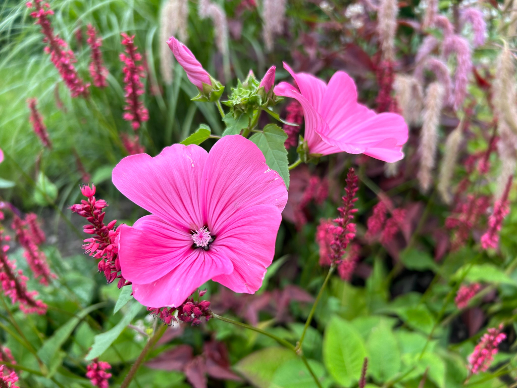 Close-up view of a vibrant pink Lavatera flower in full bloom. The flower is the central focus, with its delicate petals and central pistil clearly visible. The background is blurred but shows a variety of other plants and flowers, including different shades of pink and green foliage, creating a lush and colourful garden scene. The overall impression is one of natural beauty and springtime vibrancy.
