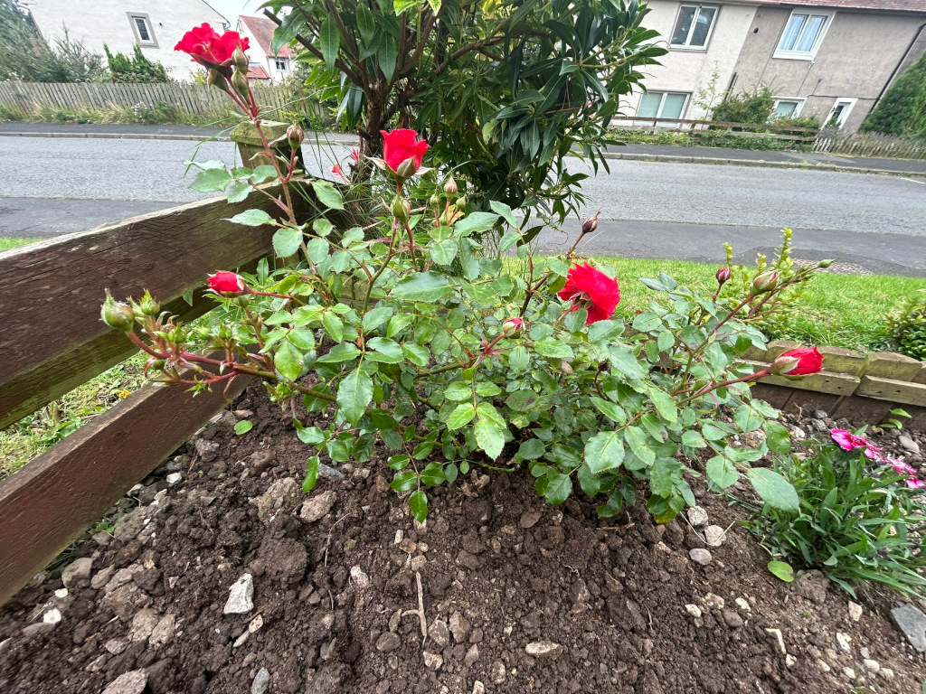 Rose bush with several deep red roses in bloom, situated in a garden bed next to a wooden fence. The soil is dark and loose, and there are other small plants visible near the base of the rose bush. A residential street and buildings are visible in the background.
