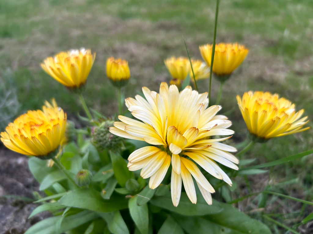 Close-up view of a cluster of pale yellow and orange Calendula flowers in full bloom. The central flower is larger and a lighter, almost creamy yellow, while the surrounding flowers are a more intense yellow-orange. They are growing in a patch of green grass. The focus is sharp on the central flower and gradually softens towards the edges of the image. The overall impression is one of natural beauty and vibrant colour.