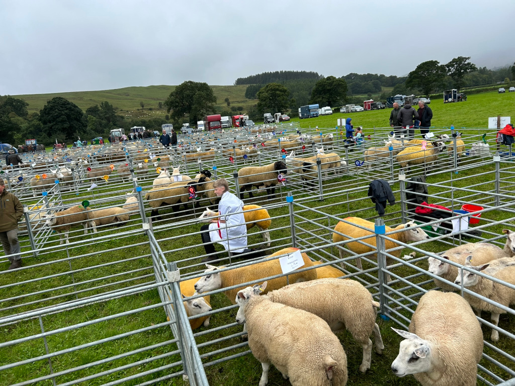 Large agricultural show, specifically a sheep judging competition. Hundreds of sheep are penned in individual metal cages, arranged in neat rows across a grassy field. Spectators and judges are visible, scattered around the pens, observing the animals. The overall setting appears to be a rural area, with hills and trees visible in the background. The weather seems overcast. The scene depicts a typical farming event focused on livestock assessment and competition.