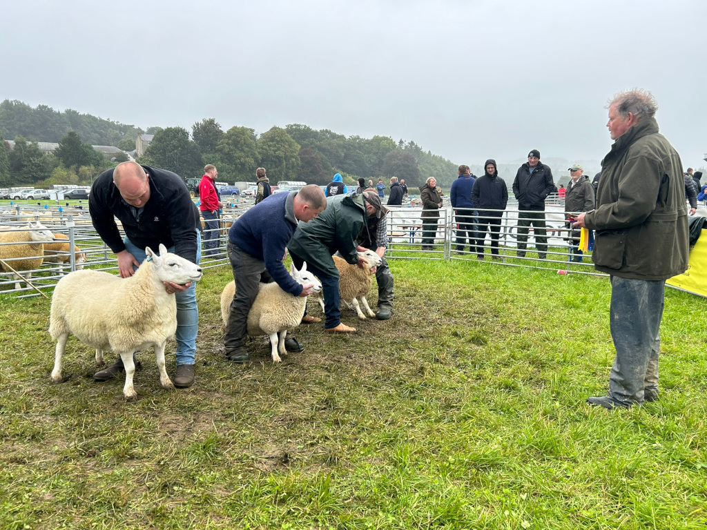 Sheep judging competition at an agricultural show. Several sheep are being presented by handlers, while a judge observes and possibly assesses the animals. A crowd of spectators watches from behind a fence. The setting is outdoors on a grassy field, under an overcast sky. The overall mood is calm and focused, typical of a livestock judging event.