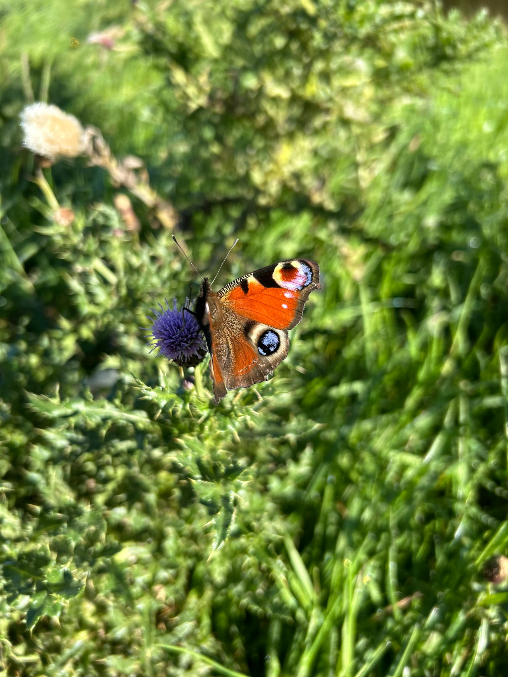 Peacock butterfly (Aglais io) perched on a purple thistle flower. The butterfly's wings are partially open, displaying their characteristic eye-spots. The background is blurred, but shows a field of green grass and other plants.