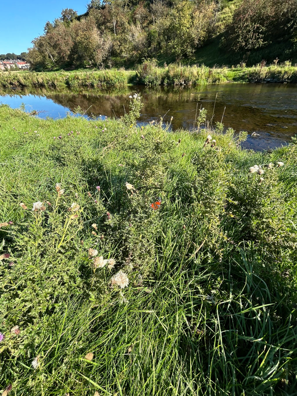 Tranquil scene of a riverbank. Lush green grass, dotted with wildflowers including thistles, dominates the foreground. A calm river reflects the blue sky and surrounding greenery, with a backdrop of trees and a hint of buildings. A single butterfly, with reddish-orange and black markings, adds a splash of vibrant colour to the otherwise subdued palette. 