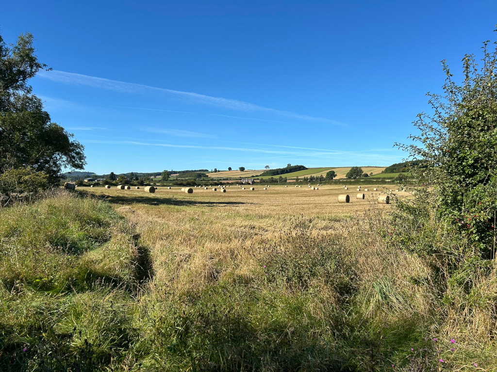 Vast, sunlit field of harvested crops, dotted with numerous round hay bales. The foreground features tall, unkempt grass, partially obscuring the view. In the background, rolling hills rise gently under a clear, bright blue sky with a few wispy clouds. A few distant trees and possibly a small farmhouse are barely visible on the horizon.