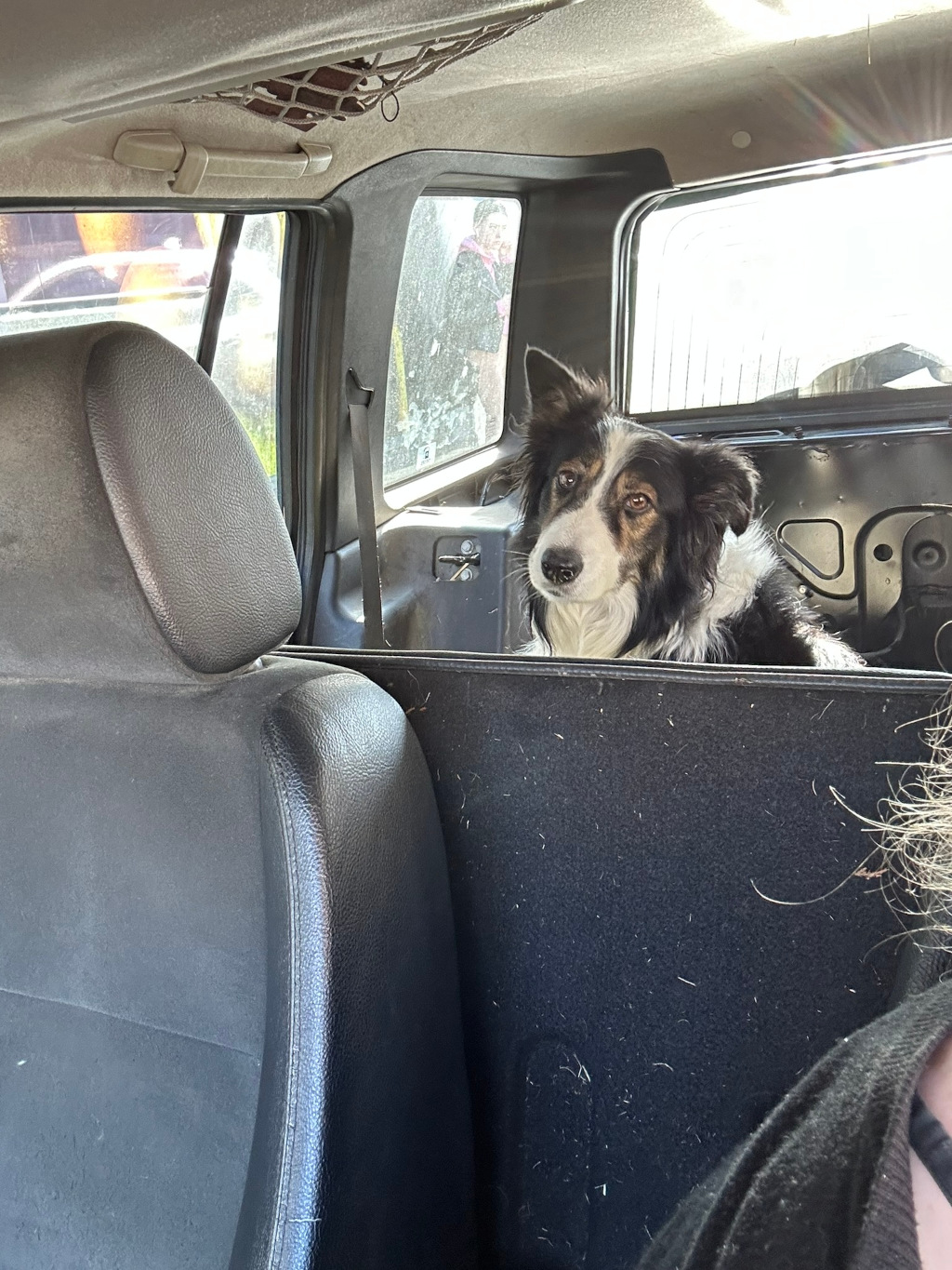 Border Collie dog sitting in the back of a car, looking directly at the camera. The dog appears calm but slightly apprehensive. The car's interior is somewhat worn, showing signs of use. A portion of a person's dark clothing is visible in the lower right corner.