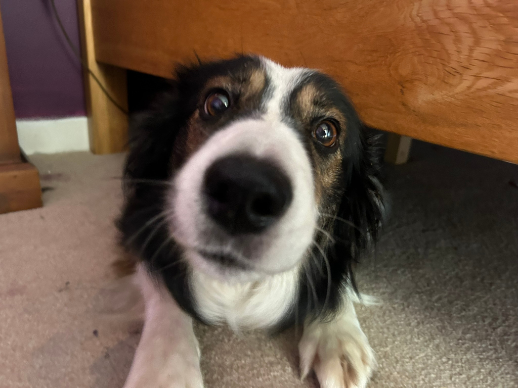 Close-up view of a Border Collie's face and upper body. The dog is positioned lying down, peering from underneath a wooden piece of furniture, possibly a bed or a table. Its expression is curious and slightly inquisitive, its large, expressive eyes directly facing the camera. The dog's fur is predominantly black and white with some tan markings around its eyes. The focus is sharp on the dog's face, blurring the background slightly.