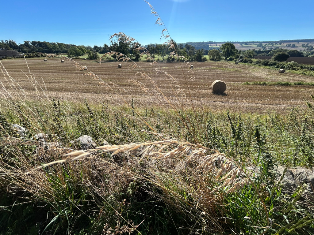 Sun-drenched rural landscape. In the foreground, tall grasses and weeds grow along a low stone wall. Beyond the wall, a harvested field stretches into the middle ground, dotted with several round hay bales. In the background, a line of trees and rolling hills under a clear blue sky complete the scene, suggesting a tranquil and idyllic countryside setting.