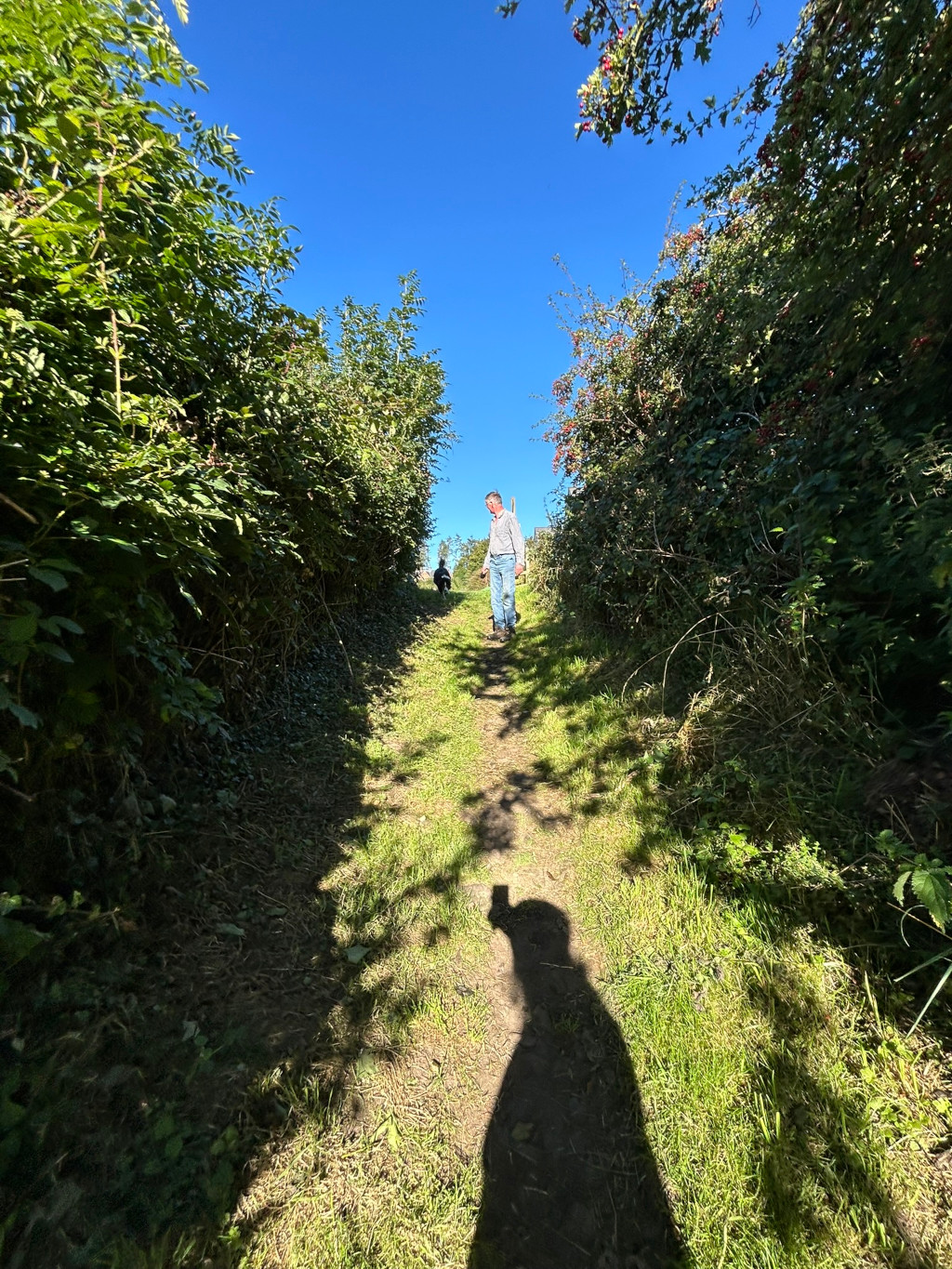 Charlie walking down a narrow, grassy path between two tall hedges, under a bright blue sky. A dog is visible slightly ahead and below him on the path. The man's shadow is cast prominently on the ground in front of him, extending nearly the length of the path visible in the frame. The overall impression is one of serenity and peaceful solitude in a nature setting.