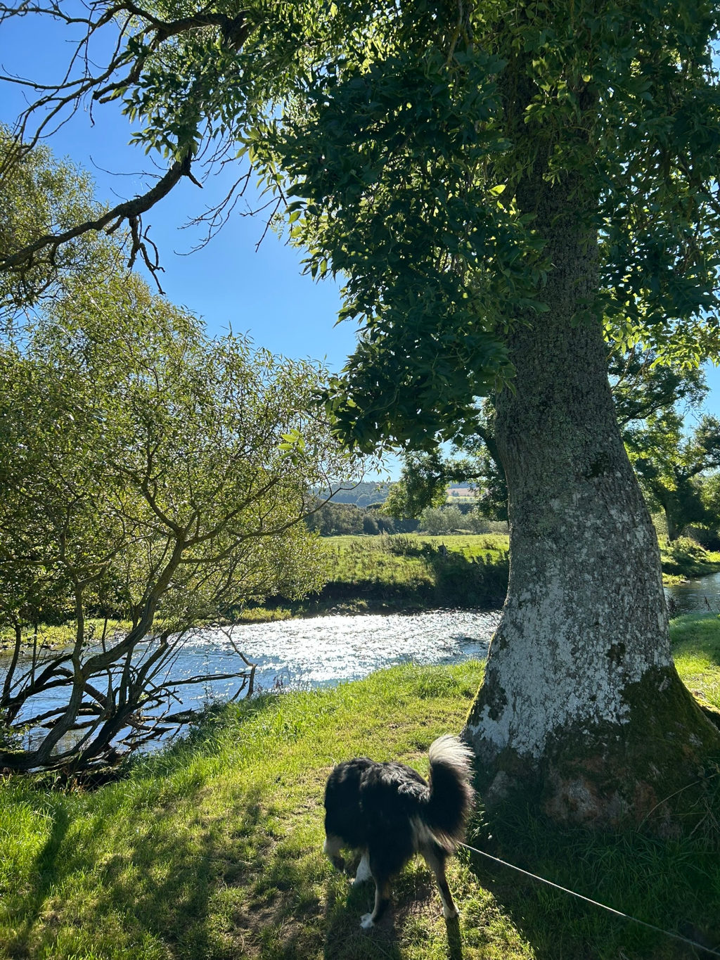 Tranquil riverside scene. A black and white Border Collie dog stands near a large tree on the grassy bank of a gently flowing river. The sun glints off the water's surface. Lush green vegetation, including leafy trees and grass, surrounds the river. 