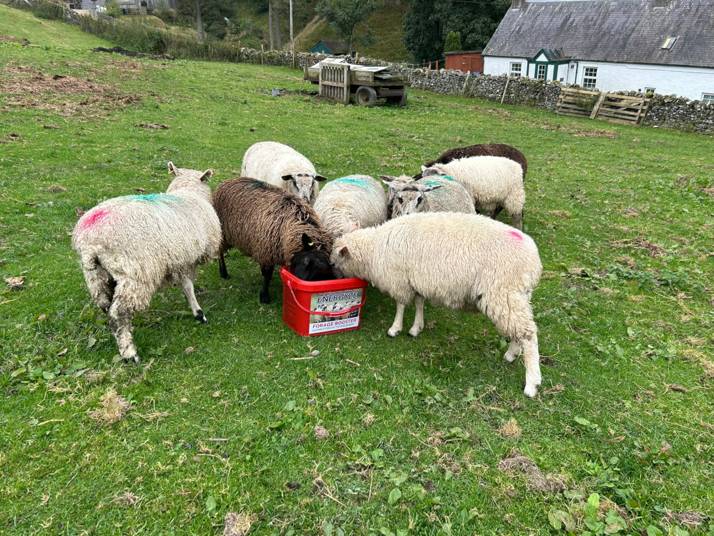 Flock of sheep gathered around a red bucket in a grassy pasture. The bucket appears to contain sheep feed. A stone cottage is visible in the background. The overall scene depicts a typical rural farming setting.