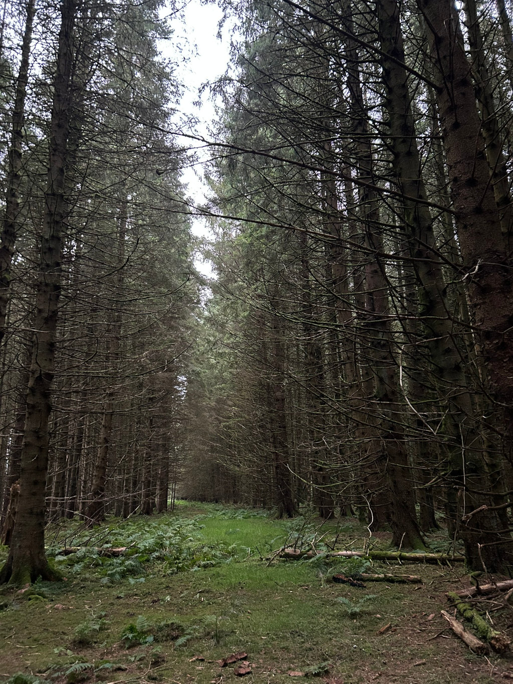 Path winding through a dense coniferous forest. The trees are tall and slender, with their lower branches bare, creating a somewhat sombre, almost Gothic atmosphere. The path is narrow and grassy, disappearing into the depths of the woods. The overall impression is one of depth, quiet, and a sense of mystery.