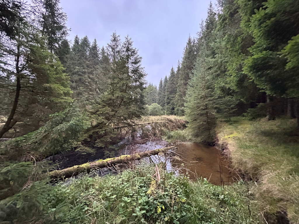 Tranquil scene in a coniferous forest. A small, slow-moving stream flows through the centre of the image, with a fallen log spanning part of its width. The surrounding forest is densely packed with tall evergreen trees. The overall mood is serene and somewhat secluded. The sky is overcast, adding to the quiet atmosphere.