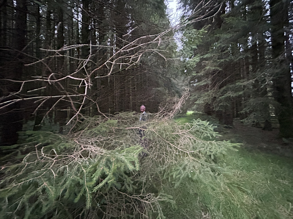 Charlie partially obscured behind a low-hanging branch of a coniferous tree in a dense forest. The background consists of tall, dark evergreen trees, creating a somewhat gloomy and secluded atmosphere. The overall palette is muted greens and browns.
