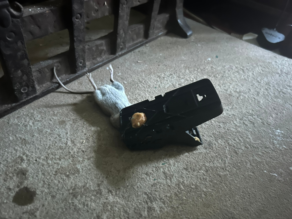 Dead mouse caught in a snap trap. The mouse is light grey/blue and lies near a dark metal object. The trap is black plastic and contains a small amount of bait visible. The scene is set on a grey concrete floor.
