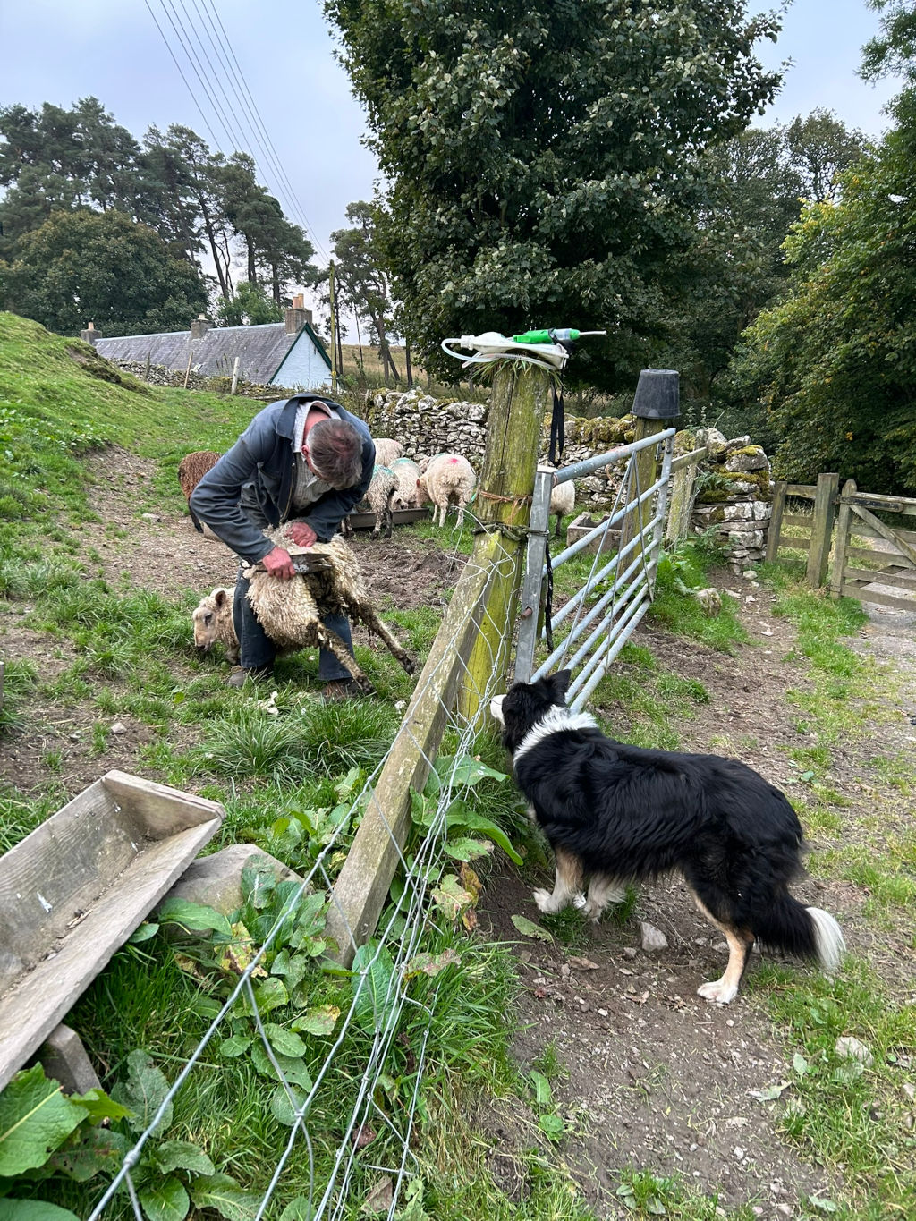Charlie shearing a sheep in a field. A border collie dog is watching the process from behind a fence. Other sheep are visible in the background, and a small farmhouse is in the distance. The overall setting appears to be a rural farm.