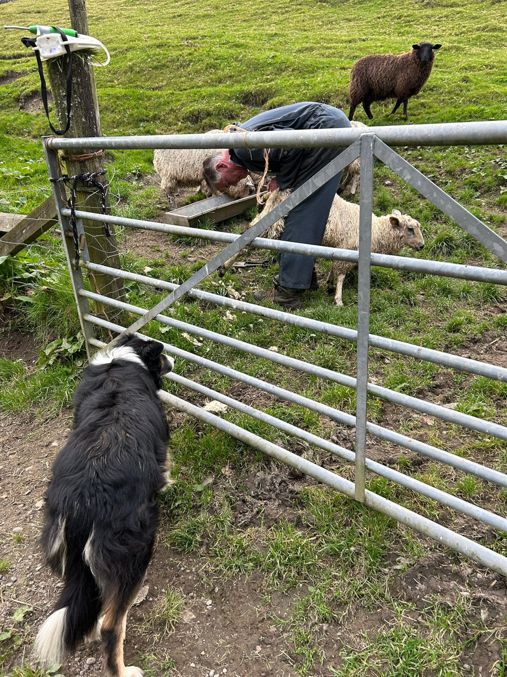 Charlie shearing a sheep in a field. A border collie is watching from behind a metal gate. Another sheep and a black sheep are also visible in the background. The overall setting appears to be a farm.