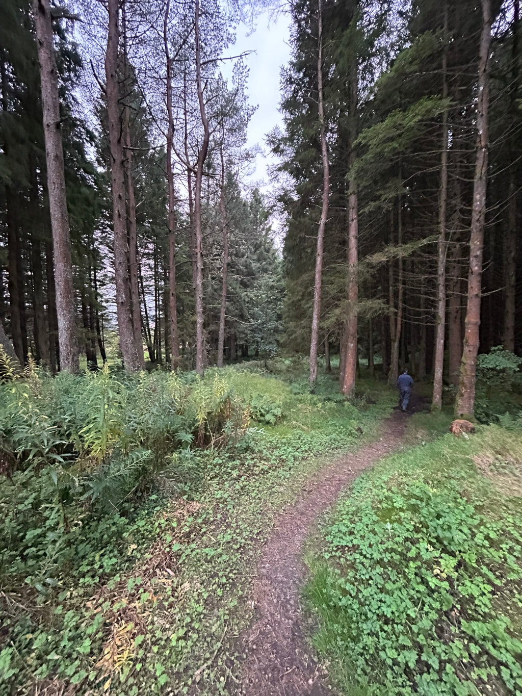 Dirt path winding through a dense forest. Tall, slender pine trees dominate the scene, creating a somewhat secluded and shaded atmosphere. Low-lying vegetation, including ferns and clover-like plants, covers the forest floor. Charlie is visible in the distance, walking further into the woods along the path. The overall impression is one of quiet solitude and a journey into a natural, wooded environment.