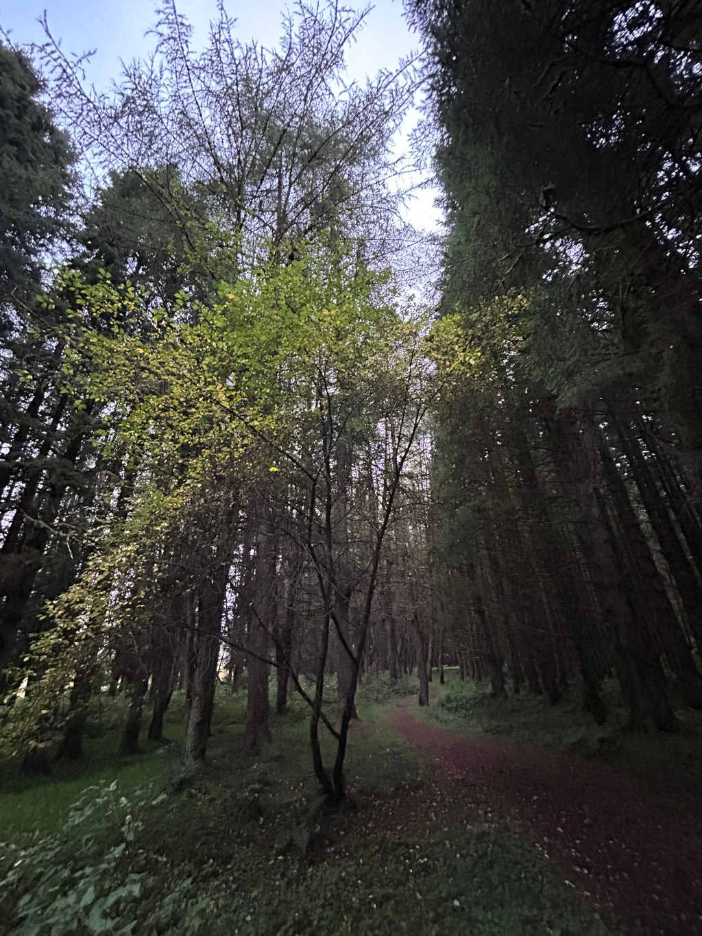 Forest path winding through a dense wood. The trees are tall and slender, mostly dark green in colour, except for one tree in the centre of the image that is displaying a vibrant yellow-green foliage. The overall atmosphere is one of twilight or early morning, with a slightly subdued light. The path is dirt, and the ground is covered with leaf litter. The perspective is from ground level, looking up towards the canopy.