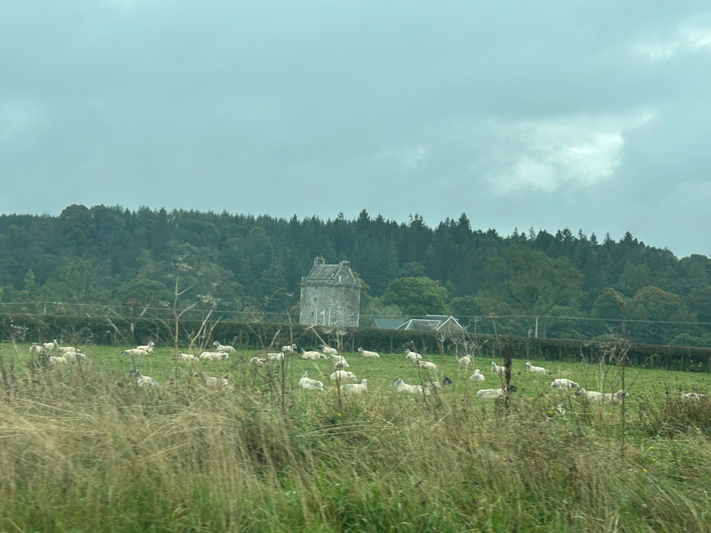 Flock of sheep grazing peacefully in a verdant field. In the background, a stone tower, possibly a small castle or watchtower, stands prominently against a backdrop of a dense, dark green forest under a lightly overcast sky. The overall mood is serene and pastoral, suggestive of the Scottish countryside.