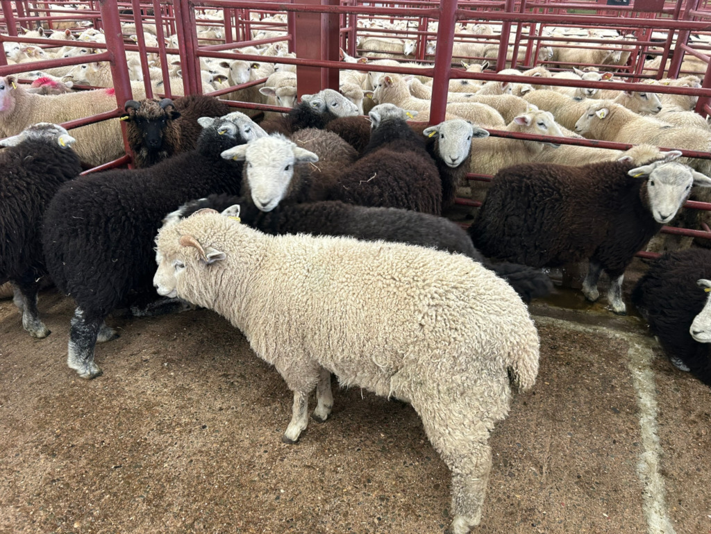 Large group of sheep penned in a livestock auction or sale setting. The sheep are predominantly white, with a few black sheep interspersed. The setting appears to be an indoor barn or similar structure with metal pens. The overall impression is one of a typical agricultural scene, possibly focusing on the sale or trading of livestock.