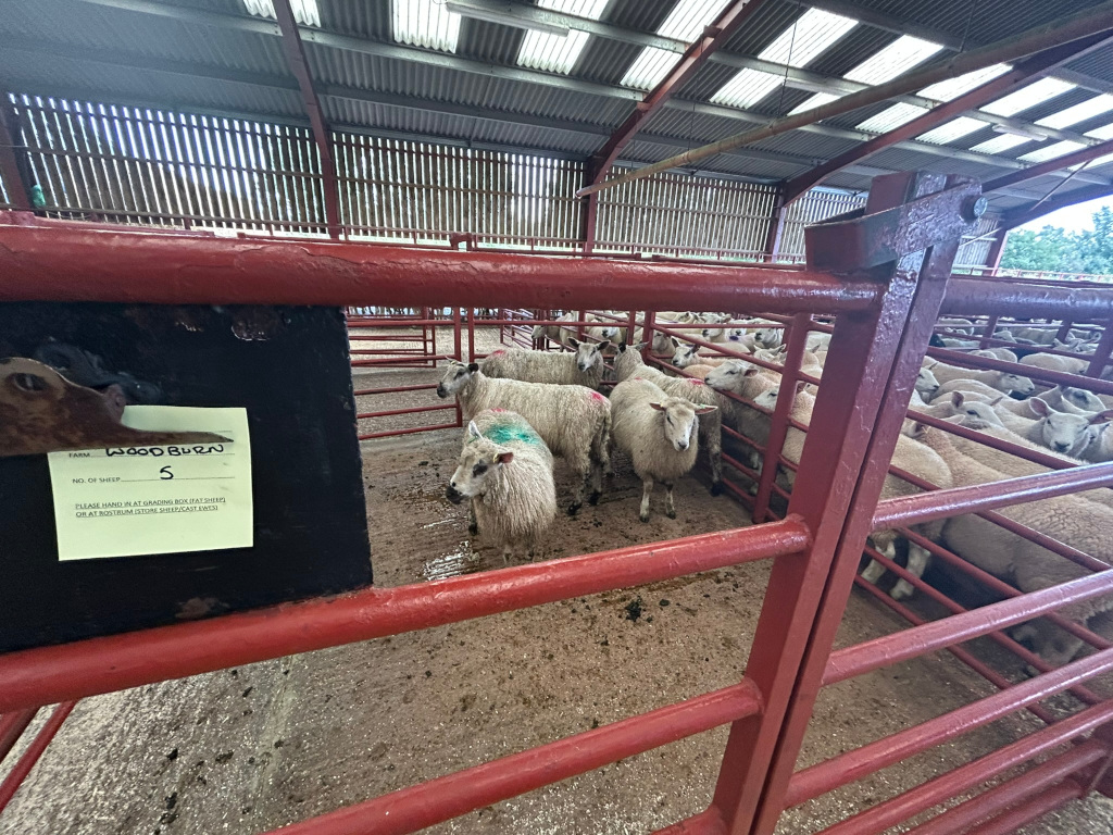 Livestock pen inside a barn. Several sheep are confined within red metal gates. A dark sign with a yellow sticky note attached is visible, indicating the farm name Wood Burn and the number 5. The barn's corrugated metal roof and wooden walls are partially visible in the background. The overall setting suggests an agricultural environment, likely a sheep auction or farm. The photo is taken from a slightly low angle, looking through the bars of the pen. The ground is visibly dirty, and the overall mood is rather matter-of-fact and functional.
