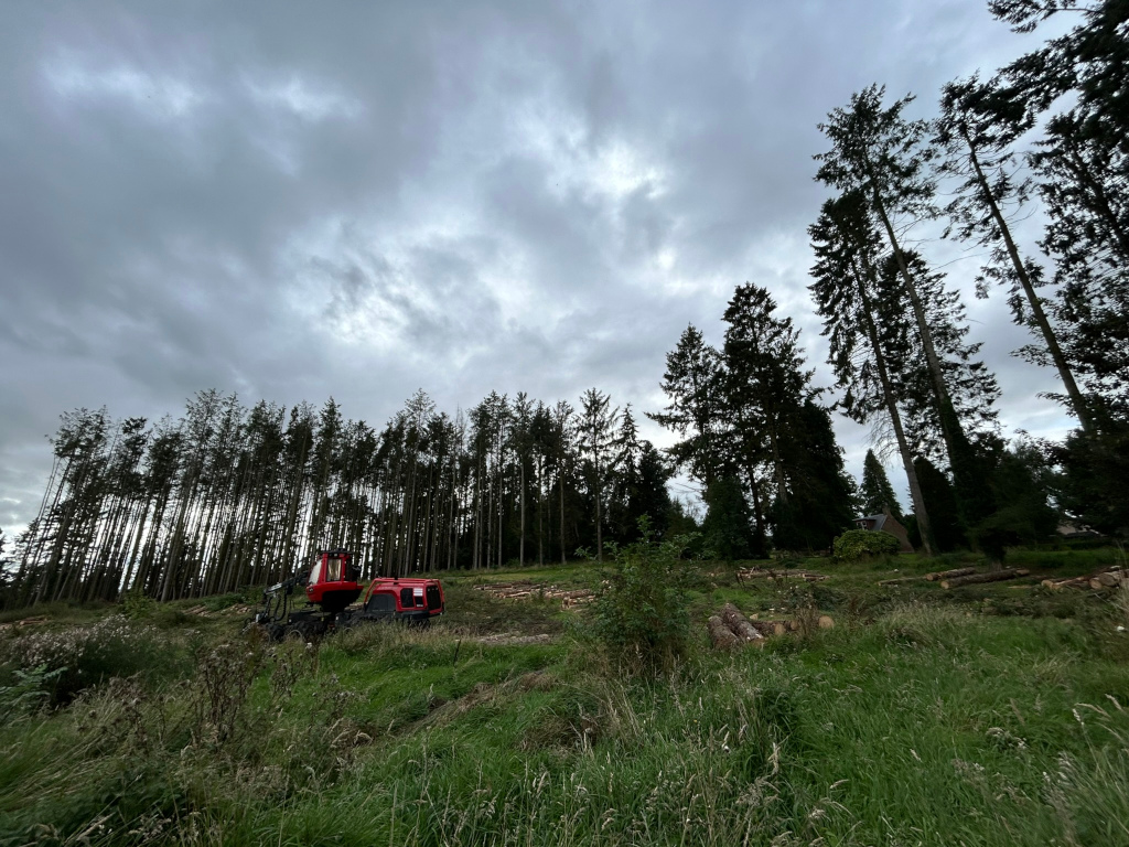 Red logging machine is parked amidst a recently cleared area where felled trees have been cut into segments and are lying on the ground. The background consists of a stand of tall, dark evergreen trees under a cloudy sky. The overall impression is one of industrial forestry activity in a somewhat sombre, overcast setting.