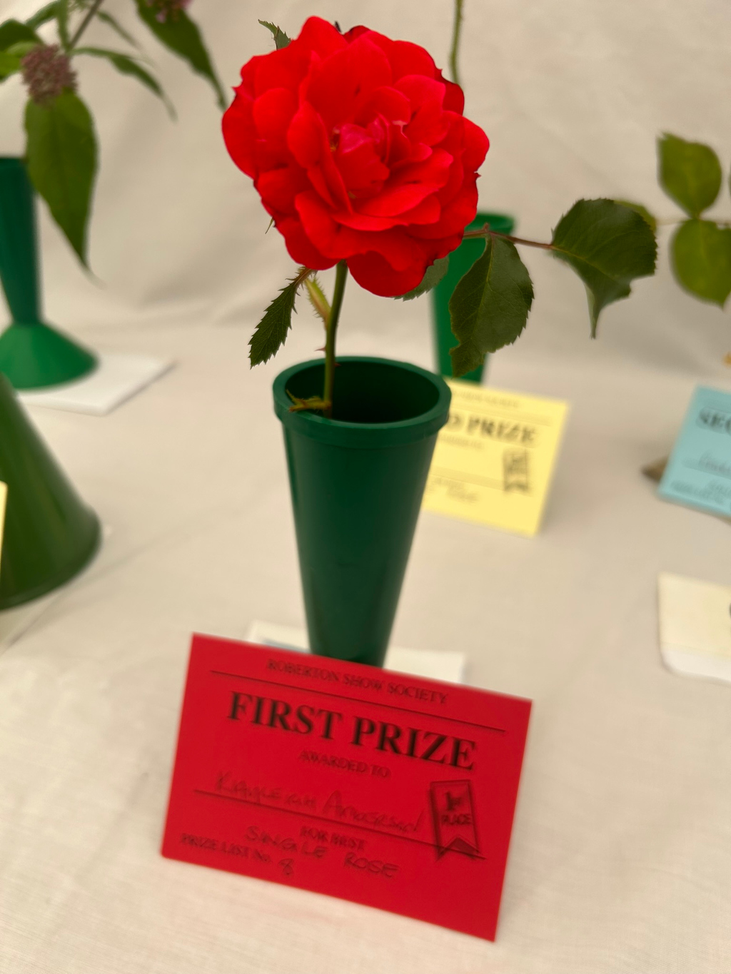 Vibrant red rose, meticulously arranged in a dark green vase. The rose is positioned on a pristine white table, prominently displayed with a red First Prize award card, indicating it's a winning entry in a flower show, likely for best single rose. The overall impression is one of achievement and careful presentation, highlighting the beauty and perfection of the rose. The background includes other vases and show cards, suggesting a competitive floral display setting. The image captures an element of elegance and the pride associated with floral accomplishments.
