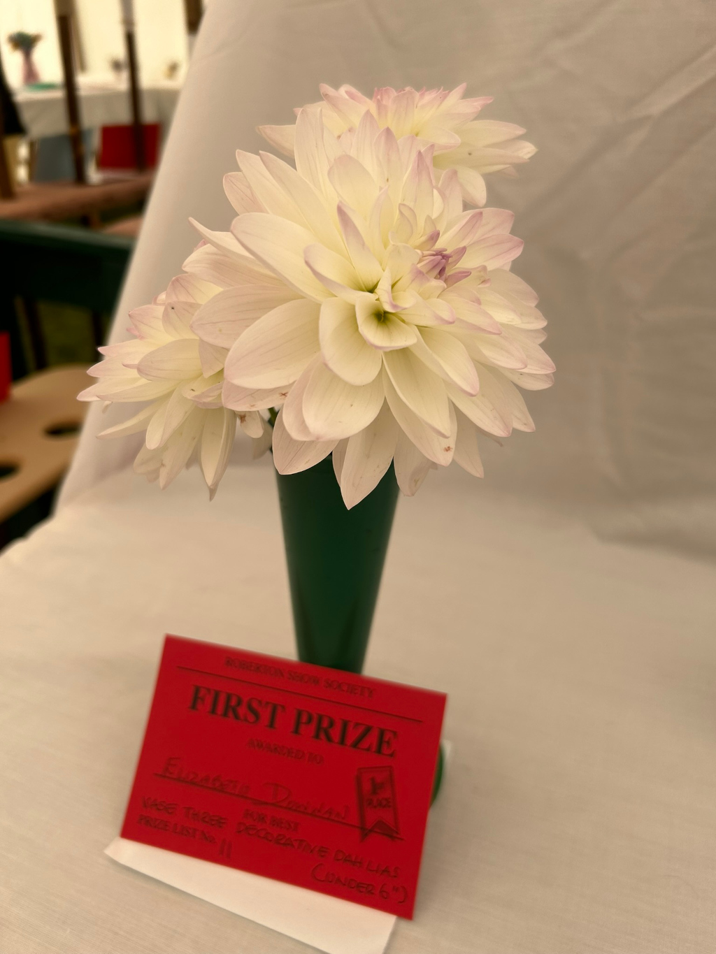 Close-up of a bouquet of three off-white dahlias with pale lavender tips, arranged in a dark green vase. The flowers are displayed on a white surface, next to a red card announcing that they have won a First Prize from the Robertson Show Society in the category of Best Vase Three Decorative Dahlias (Under 6). The background is softly blurred, suggesting an indoor setting, possibly a flower show or exhibition. The overall impression is one of quiet elegance and achievement. The image’s story is centred around the winning of an award for the beautiful dahlias, signifying the grower's skill and dedication. The moral of the picture is the appreciation of beauty and hard work—in this case, horticultural excellence.