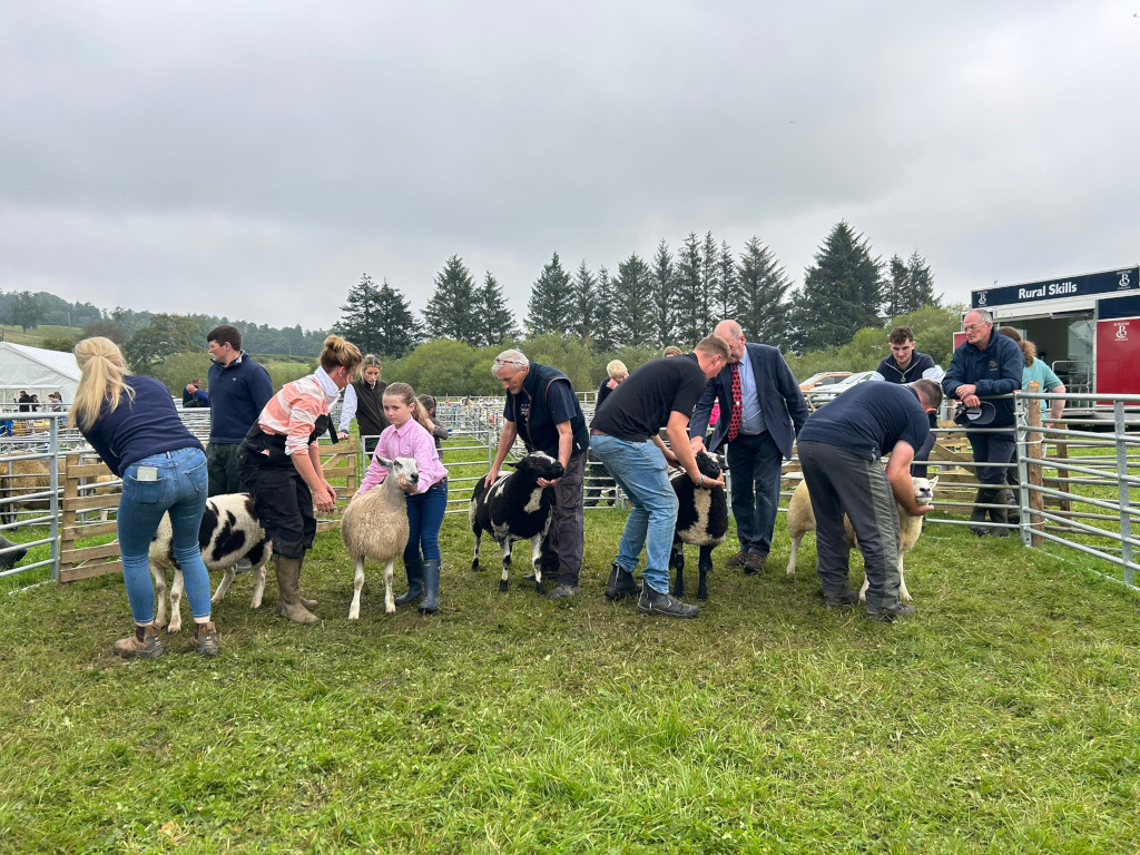 Group of people, mostly adults, gathered around several sheep in what appears to be a livestock judging or showing event at an agricultural fair or show. The sheep are various breeds and colors, and the people seem to be inspecting or preparing them for judging. There’s a background of fencing, a Rural Skills building, and some other fair attendees in the distance under a cloudy sky.