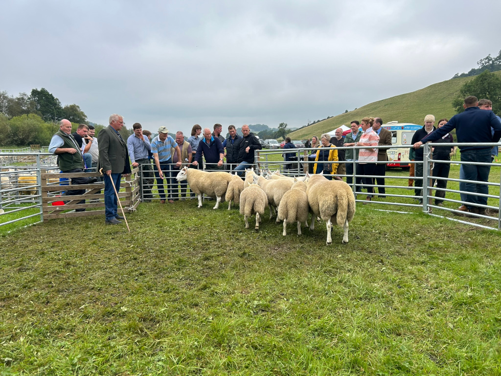 Sheep judging event at an agricultural show. A group of sheep are being examined by several judges situated behind a metal fence. A crowd of spectators watches from behind the judges. The setting appears to be an outdoor field on a somewhat overcast day, with rolling hills in the background. The overall atmosphere seems calm and orderly, consistent with a formal agricultural competition.