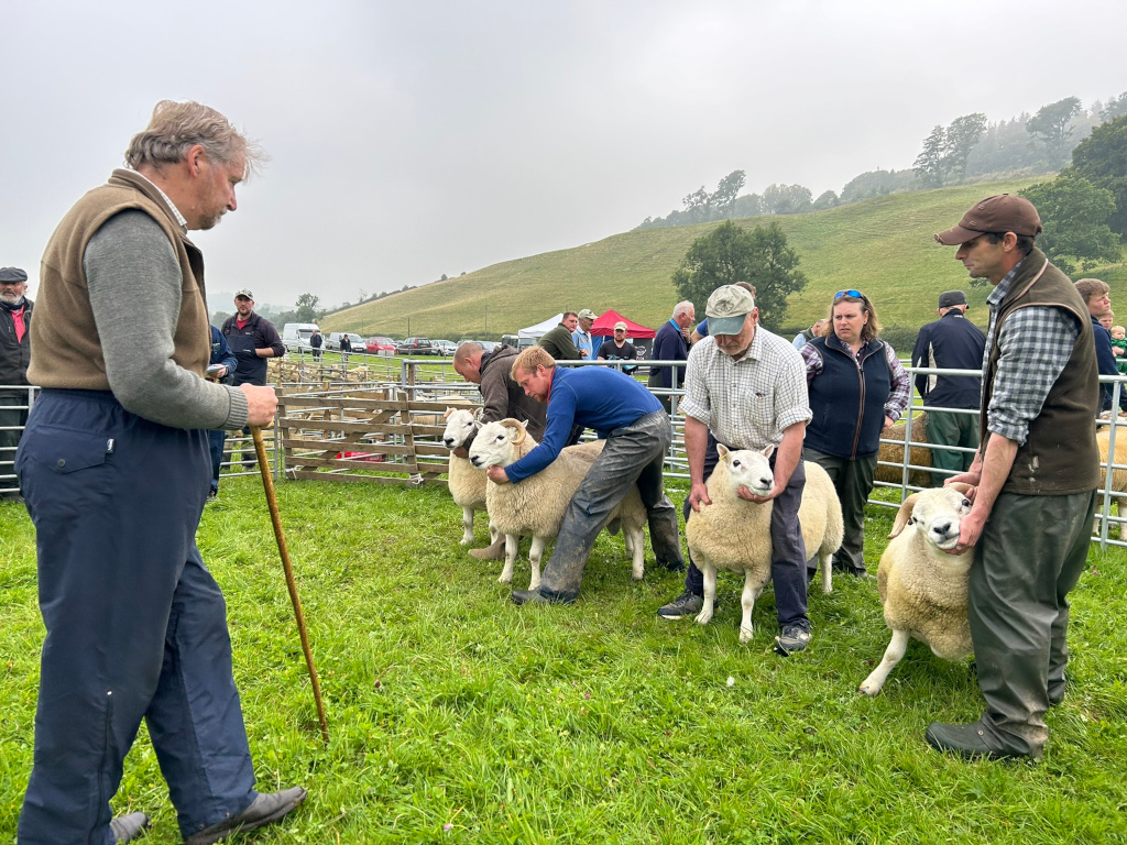 Sheep judging competition at an agricultural show. A group of men are meticulously examining and positioning several white sheep within a fenced area. A man with a walking stick observes the process, possibly a judge. Other people, some onlookers and possibly other competitors, are visible in the background.
