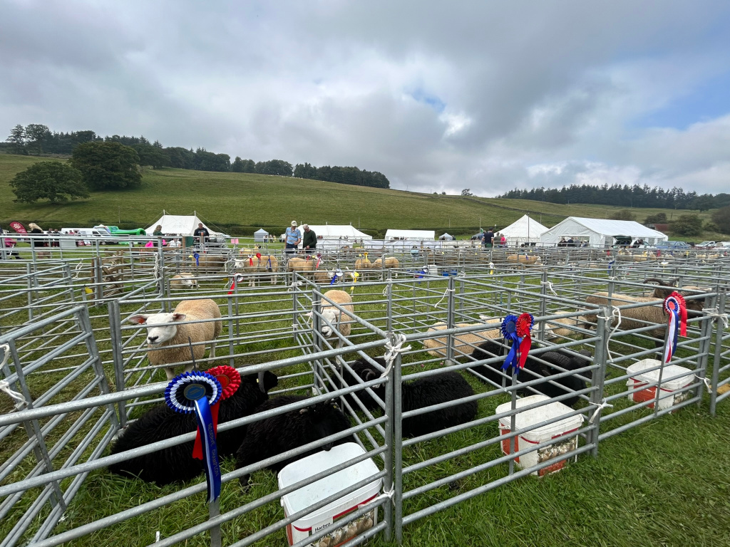 Sheep judging event at an agricultural show. Many sheep are contained within individual metal pens arranged in a grid pattern on a grassy field. People are visible in the background, observing the event near white tents. Some sheep in the pens have ribbons attached, indicating prizes or rankings. The overall setting suggests a rural, agricultural fair atmosphere.